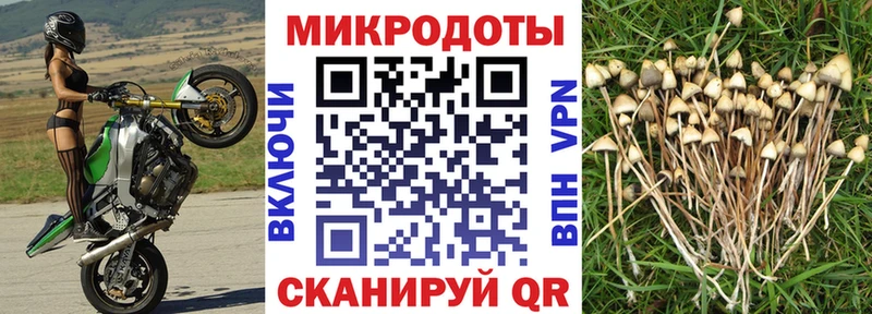 Псилоцибиновые грибы мухоморы  даркнет сайт  Канск 